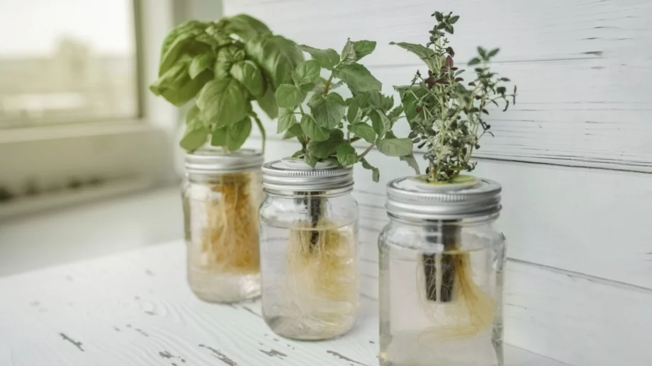 6 билки, които растат по-добре във вода, отколкото в почва