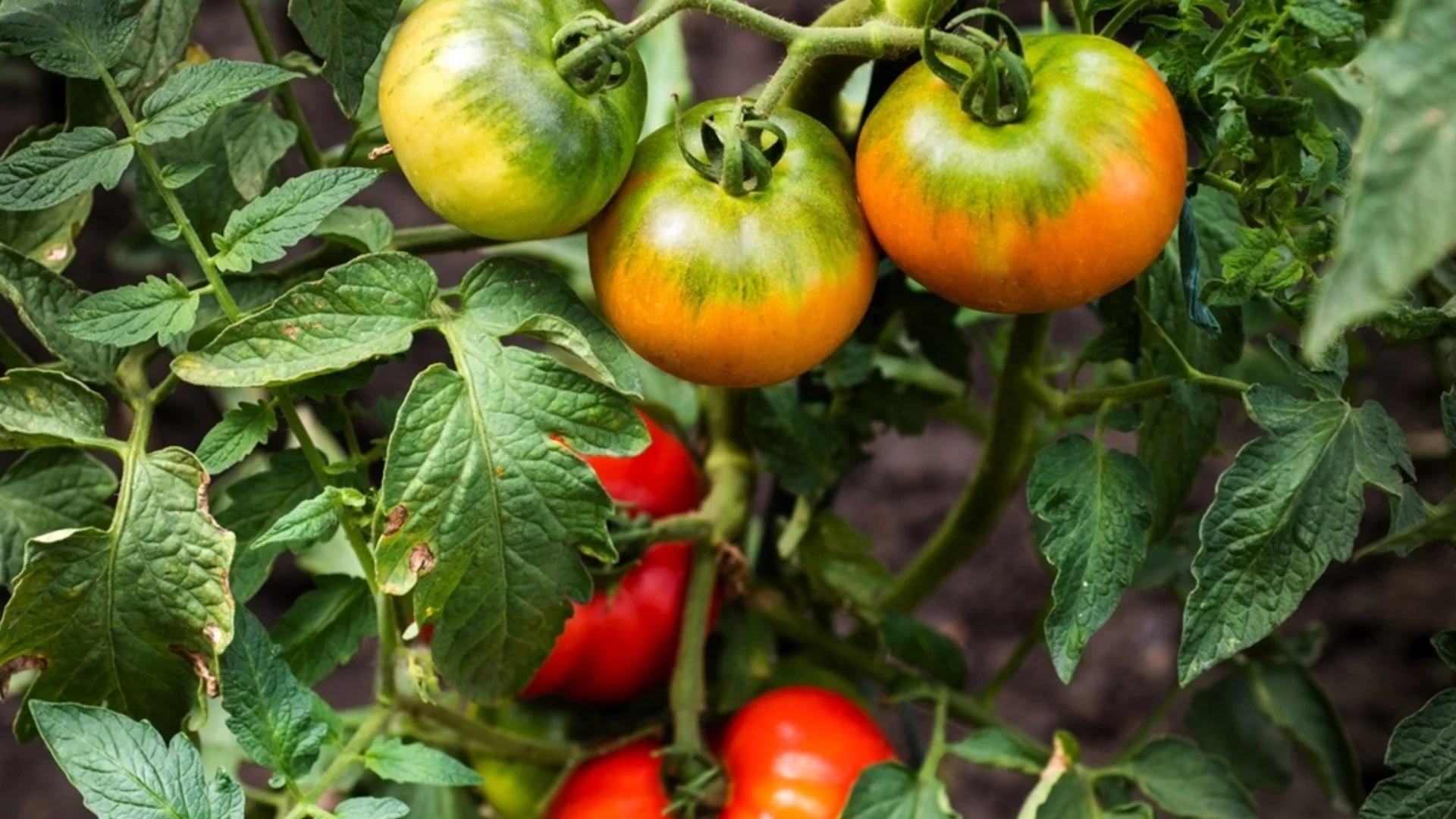 Доматите ще растат бързо и маната няма да ги засегне благодарение на тази съставка