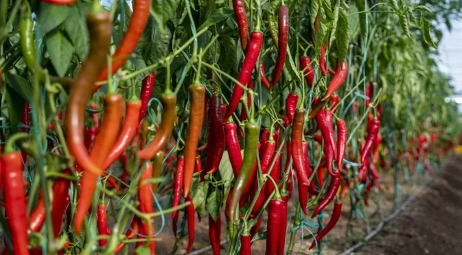 Засаждате сладки чушки, прибирате люти  - каква е причина?