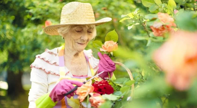 Брашнеста мана и пухкава мана - каква е разликата и как да ги предотвратим