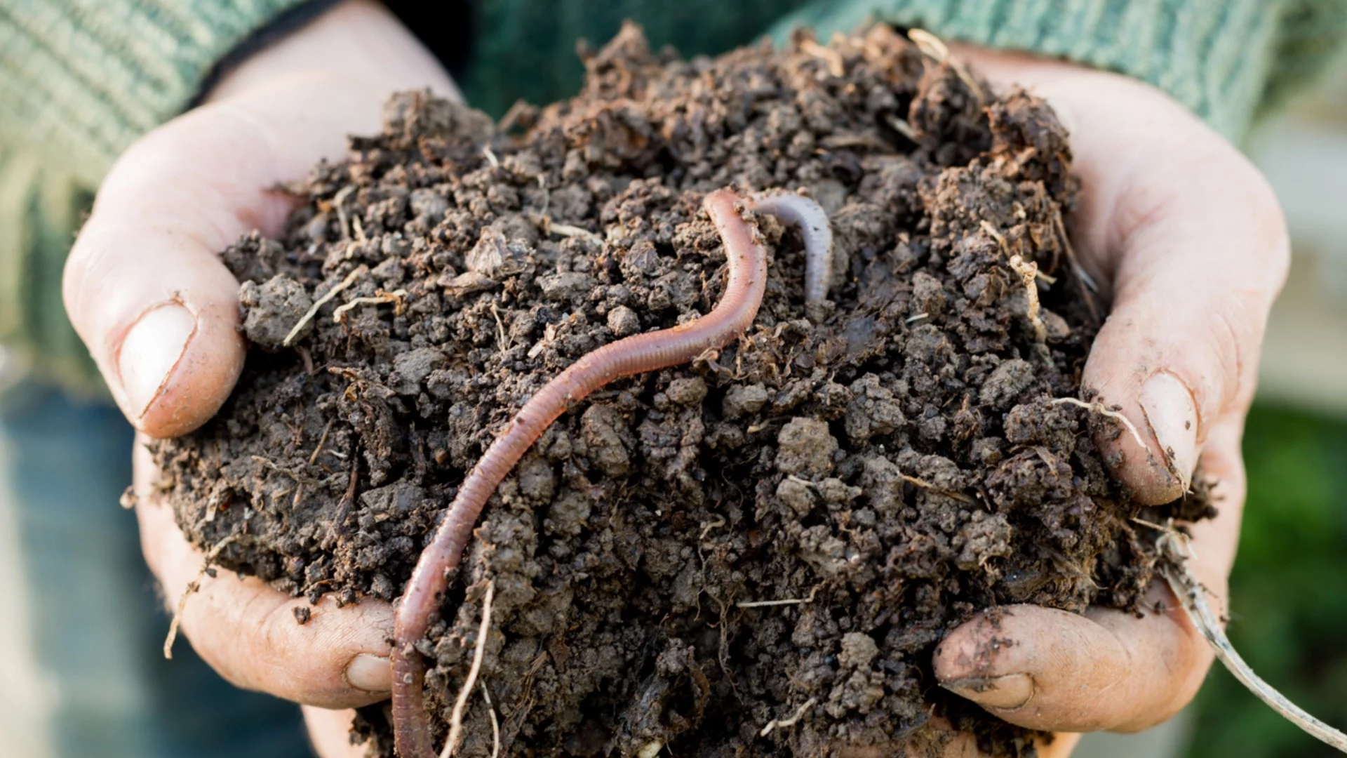 Как да се отървете от теления червей веднъж завинаги - съвет от опитните градинари