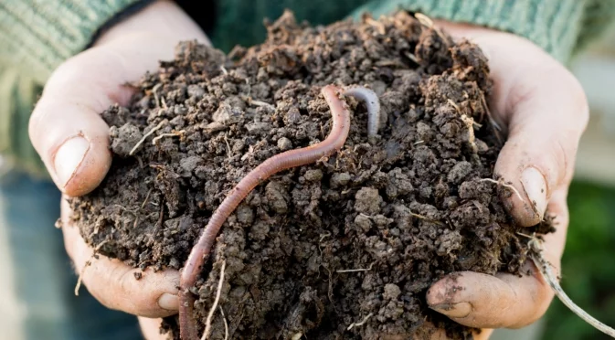 Как да се отървете от теления червей веднъж завинаги - съвет от опитните градинари