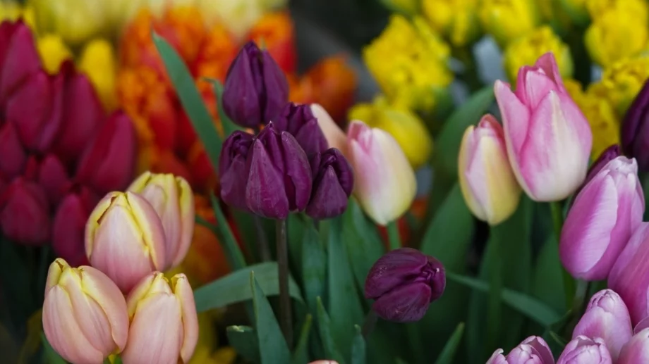 5 причини вашите лалета да не цъфтят (и какво да направите)