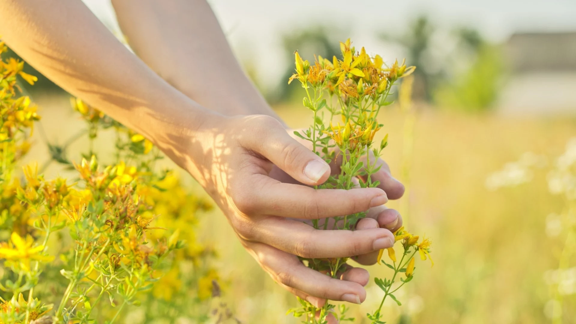Слънчевото цвете - плевел за едни, полезна билка за други