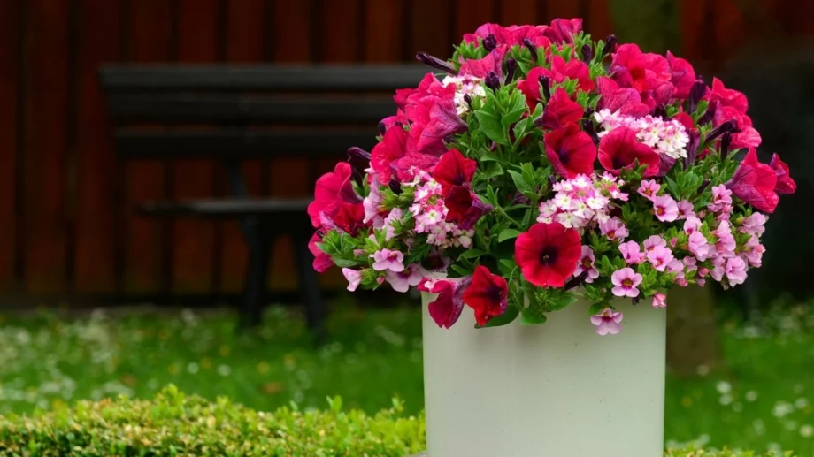 6 цветя, които се гледат лесно в саксии на открито 