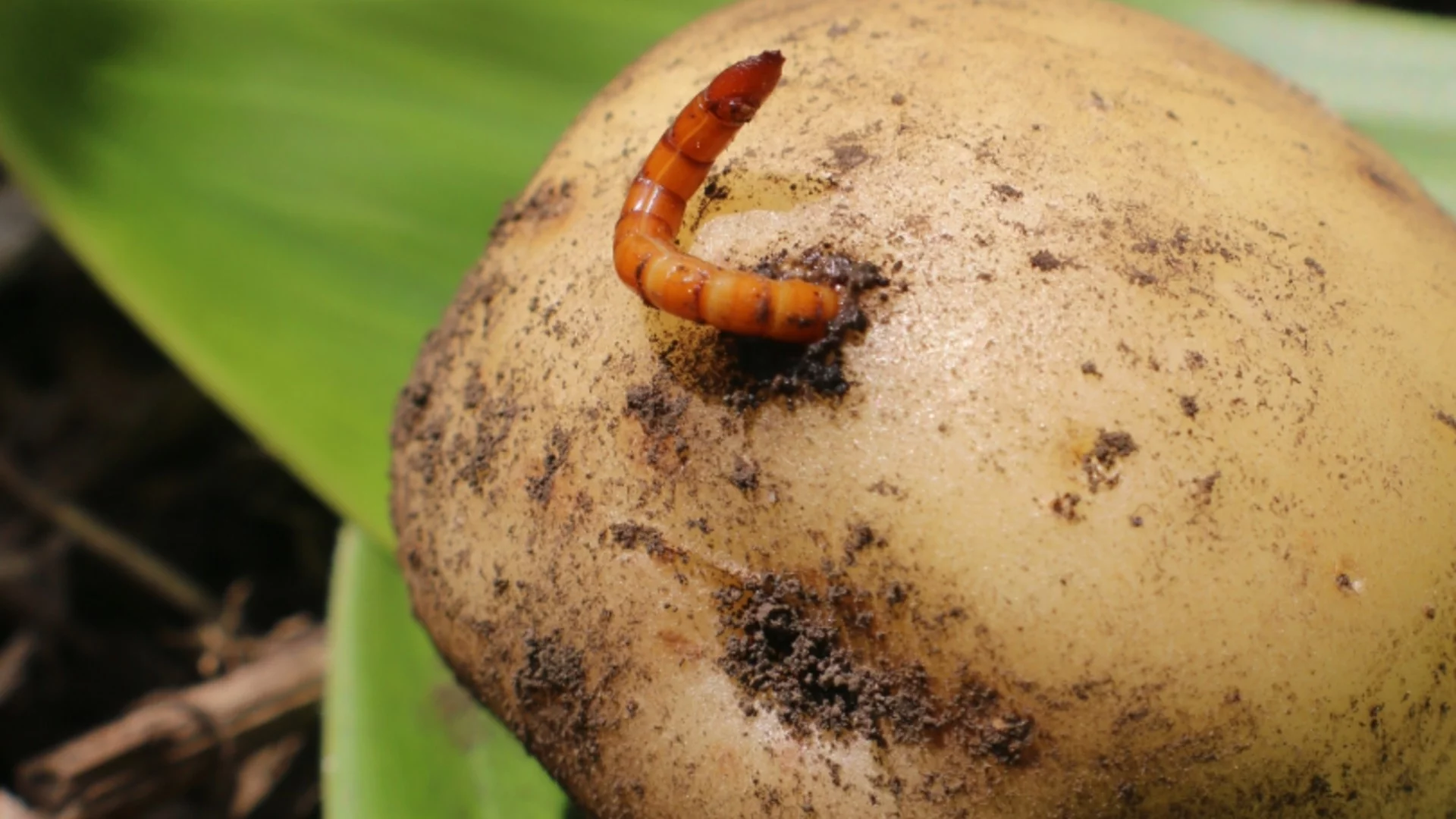 Само телените червей обичат картофи повече от вас - как да предпазите реколтата