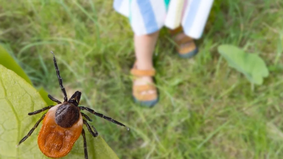 Проф. Кантарджиев съветва какво да правим след ухапване от кърлеж