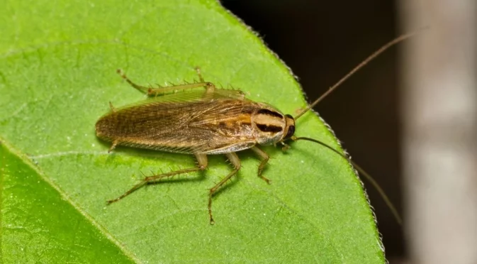 Мисията възможна: Как да се отървете от градинските хлебарки