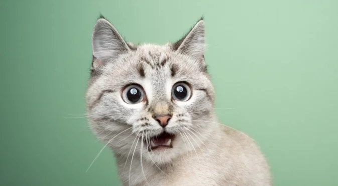 Котка оцеля при падане от 115 метра, собствениците ѝ са починали