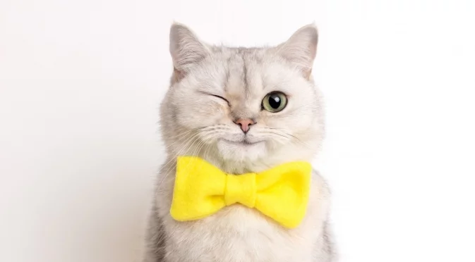 Вече можем да комуникираме с котките си: Учени разкриха много прост начин