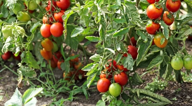 Какво да сложите в дупката при засаждането на домати - болестите ще ги подминат, а реколтата им ще ви зарадва