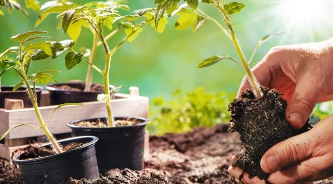 Укрепване на разсада на доматите и чушките: Най-доброто, което можете да направите в хладна пролет