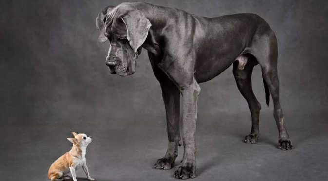 "Ако можеха да говорят": ИИ ще преобразува животинския език в човешки 