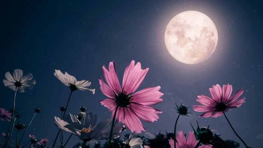 Пълнолуние в Скорпион на 12 май 2025: Как да сбъднем мечтите си