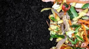 Най-добрите обелки от плодове и зеленчуци за подхранване на растенията