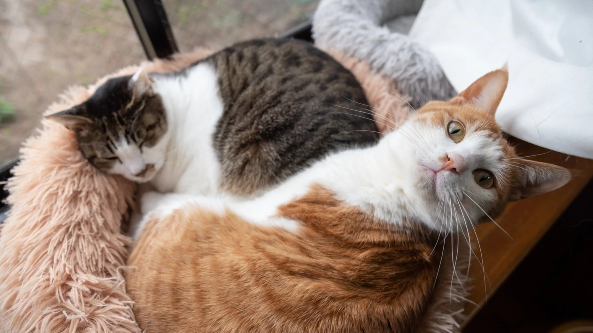 Котките може би пренасят вирус, от който се задава скорошна епидемия