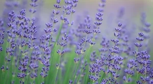 6 многогодишни растения,  които могат да виреят дори в голяма жега