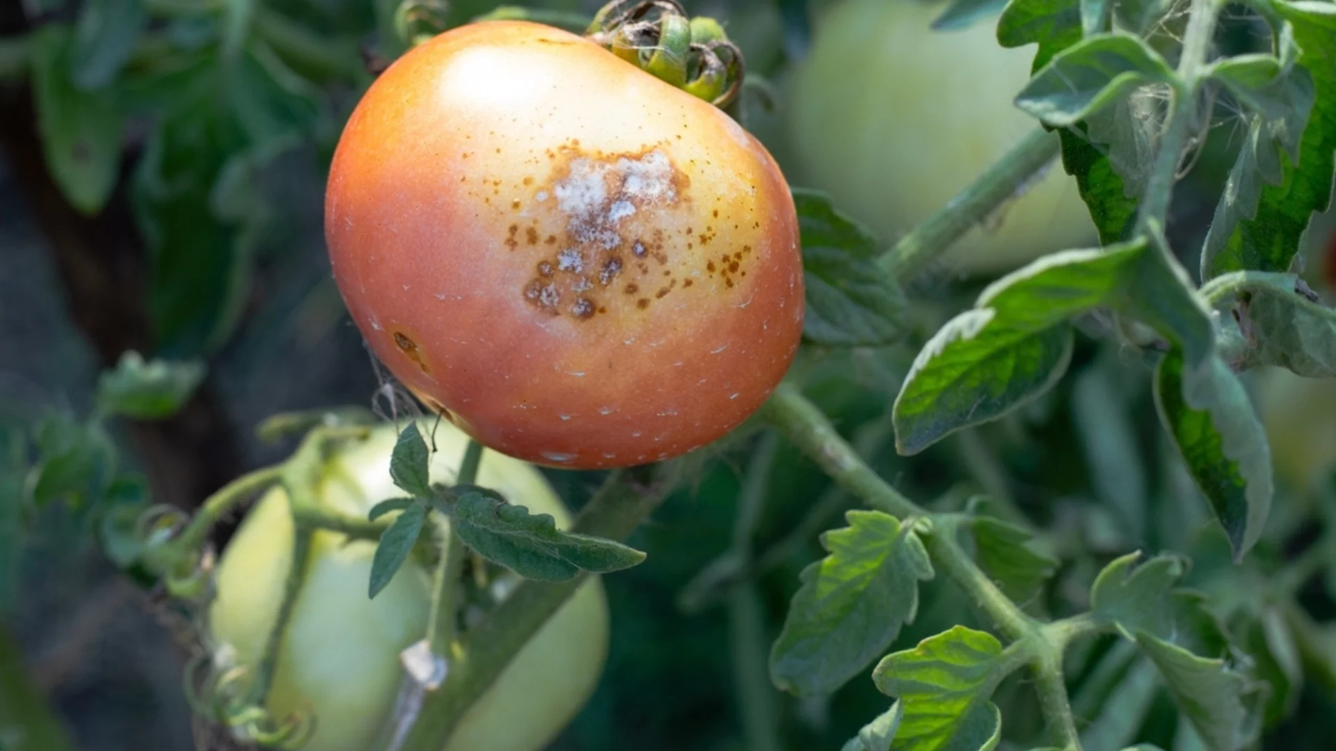 Най-често срещани грешки, които причиняват инфекция в градината