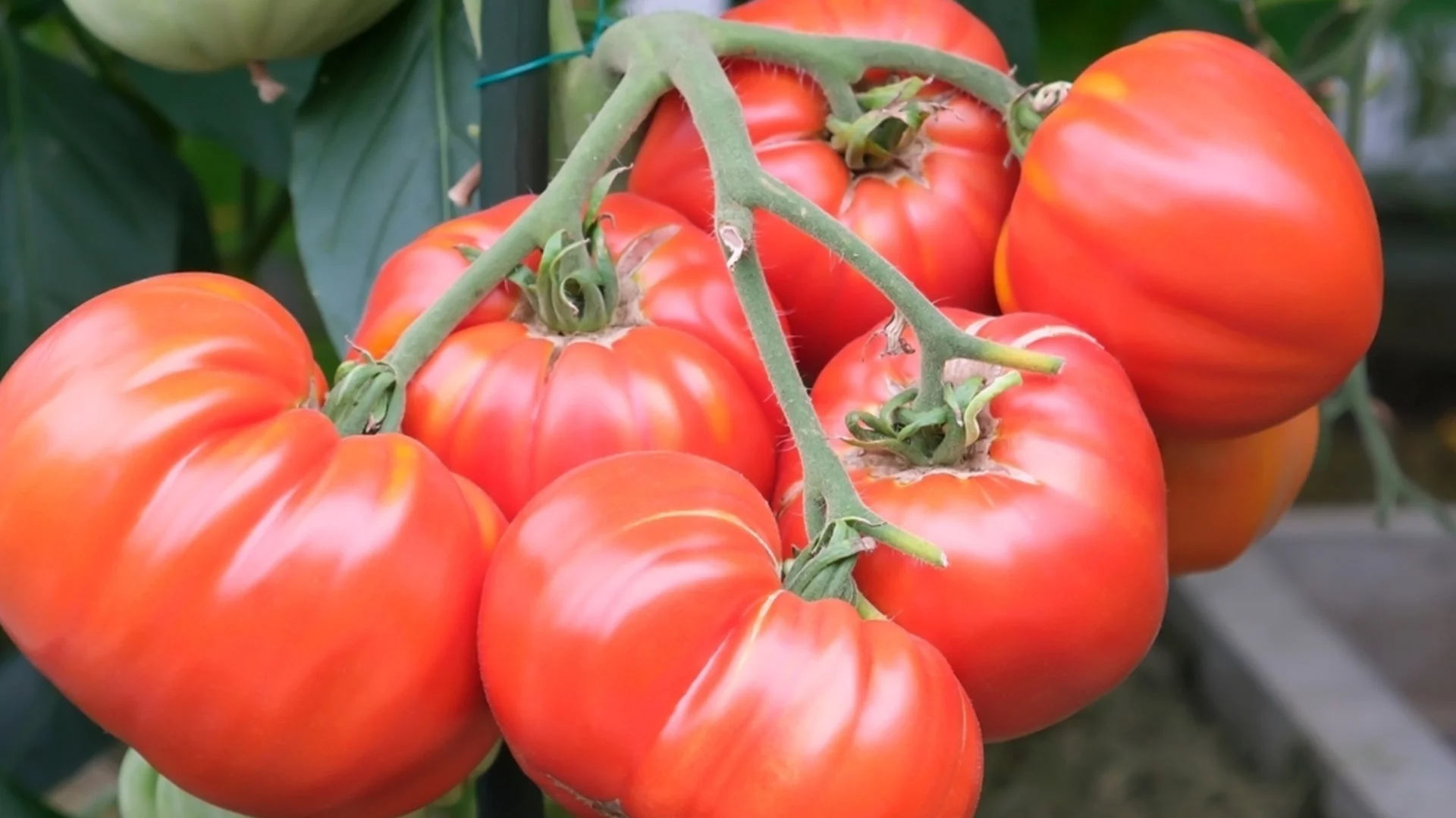 Как да спечелим борбата с теления червей по доматите