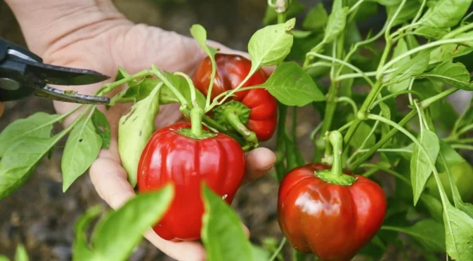 Как да увеличите реколтата на чушките само за 1 седмица?