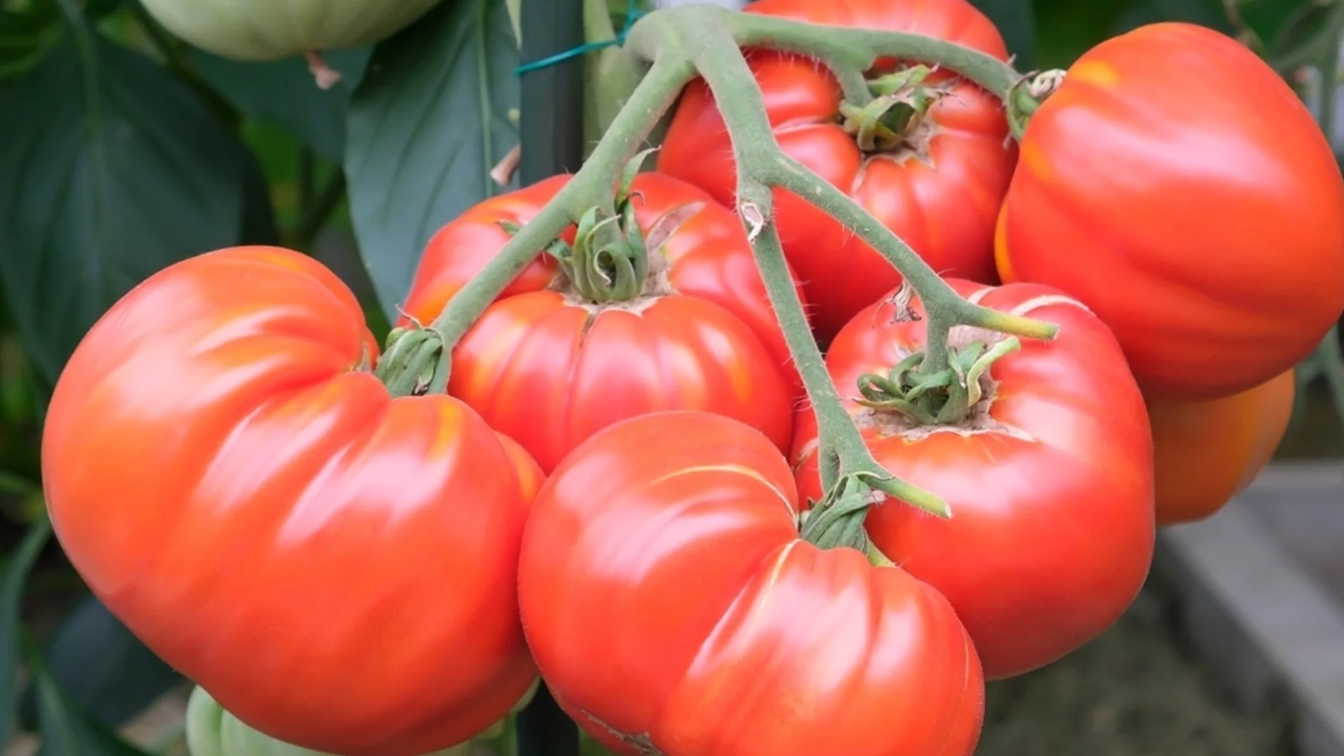 Стоп на маната по доматите: Лесна и ефективна рецепта от тефтера на баба