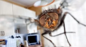 Как да предпазите дома си от мухи само с една подправка, има я във всеки дом