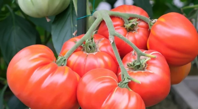 Доматите ще узреят по-бързо от тези на съседите: Напръскайте ги с това