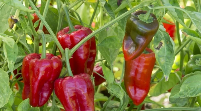 Подхранващ тор за чушки: С тези две прости съставки ще събирате щайги цяло лято