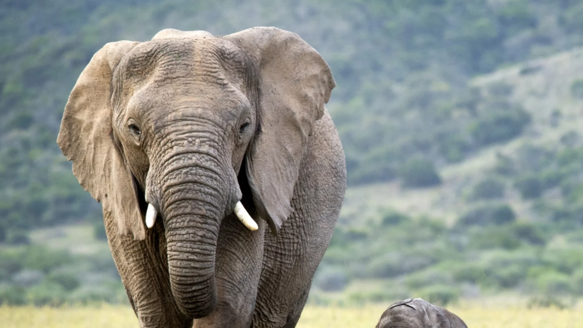 Хаос в магазин: Слон влезе в супермаркет за "закуска" (ВИДЕА)