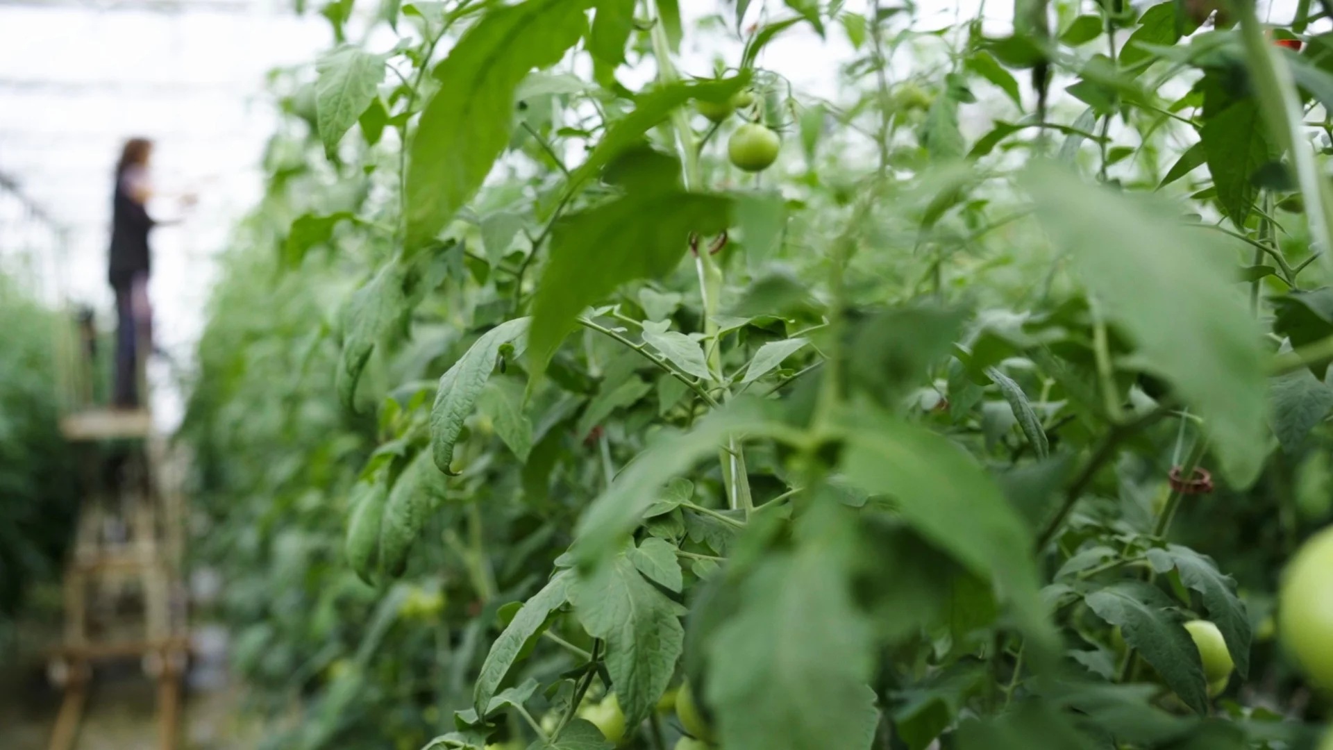 Защо гъбичните заболявания атакуват доматите и как да ги спрете навреме