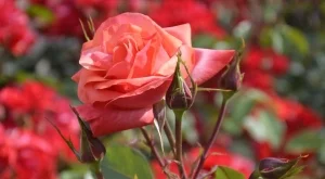 Розите ще се спасят от вредители през лятото, ако ги напръскате с това