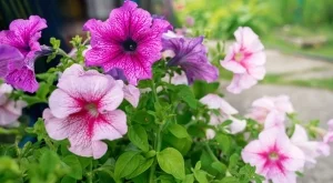 Как да подрязвате петуниите за повече цветове през цялото лято