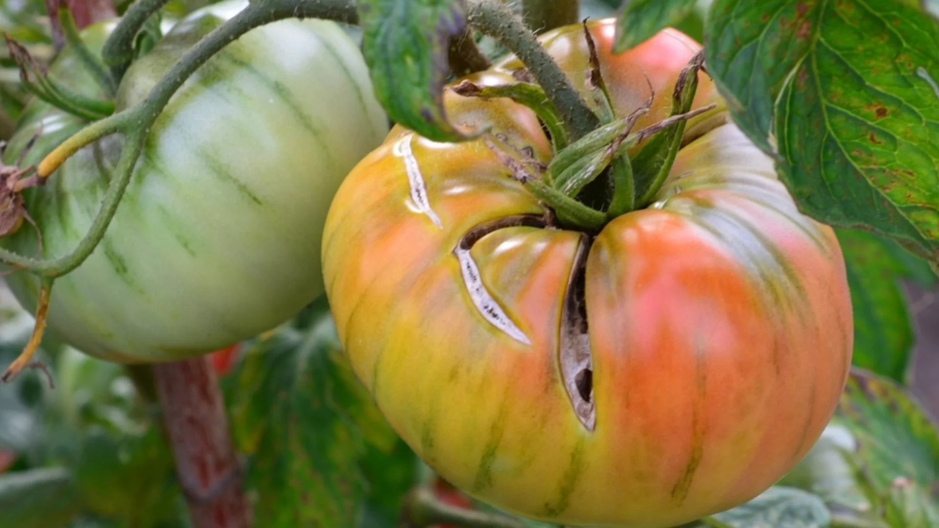 Как чесънът предпазва доматите от мана?