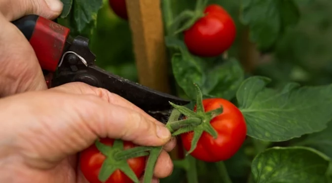 Резитба на  доматите през юни: Тънкостите, които само професионалните градинари знаят