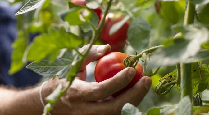 Торене на доматите през юни: Торовете, които гарантират тройно по-богата реколта
