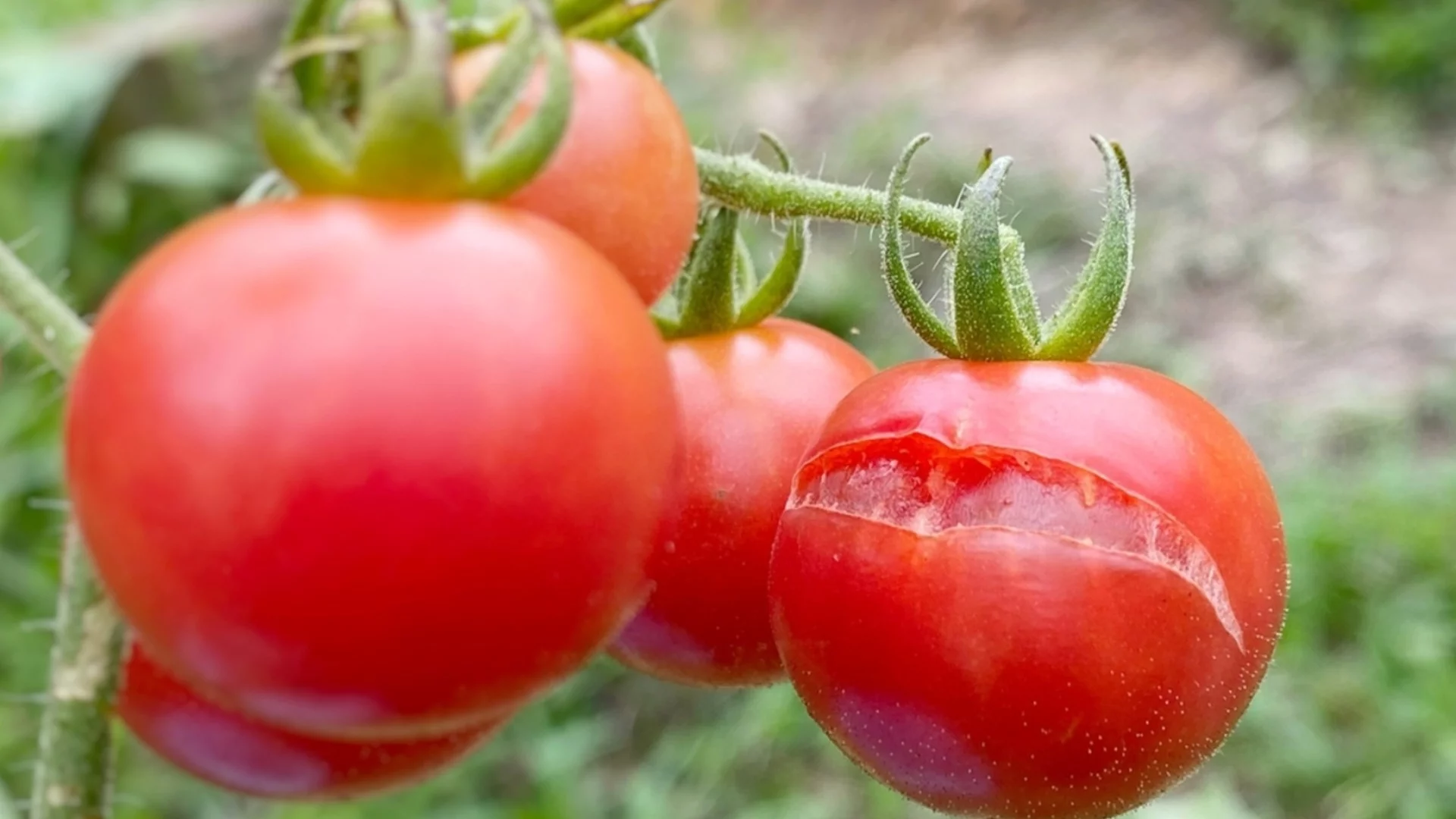 Как да се справите с маната по доматите без химия: Най-добрите народни рецепти