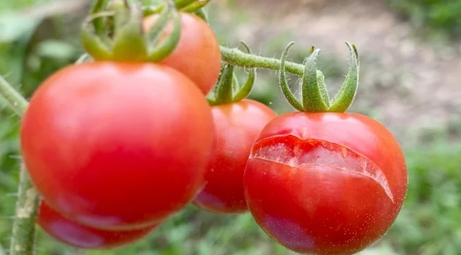 Как да се справите с маната по доматите без химия: Най-добрите народни рецепти