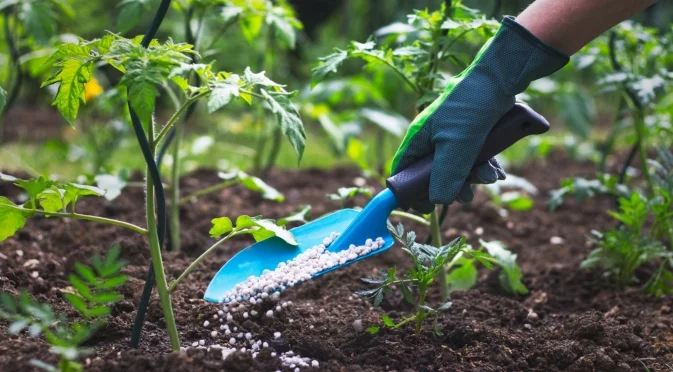 Тези растения ще загинат, ако не ги наторите през юни