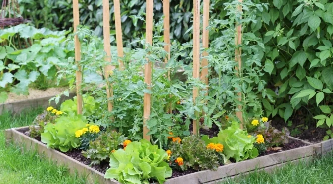 Горещо и сухо – смъртоносната комбинация за растенията! Ето как да ги спасите