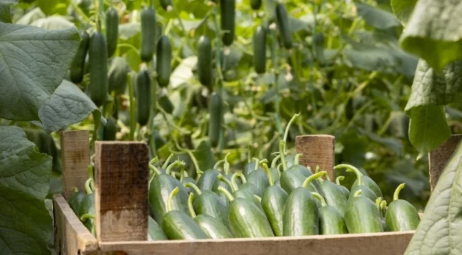 Как копривата помага за богата реколта от краставици и домати до края на лятото?