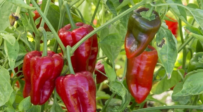 Ще берете чушки и домати в кофи, ако използвате тези отпадъци за тор