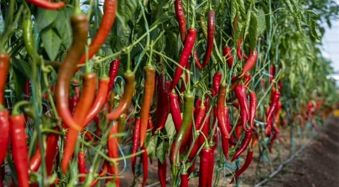 Засадете това растение до чушките и ще ги събирате с кофи