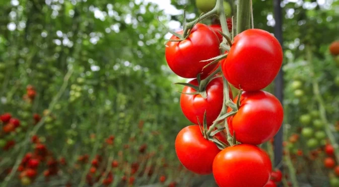 Забравете скъпите торове – това струва стотинки и прави чудеса в градината