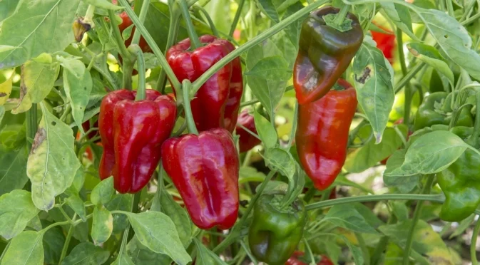 Забравете химията! С тези трикове пиперът ви ще стане едър и месест