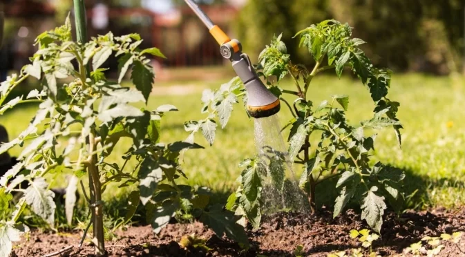 Ето защо доматите боледуват – решението се крие в една стара, но златна рецепта