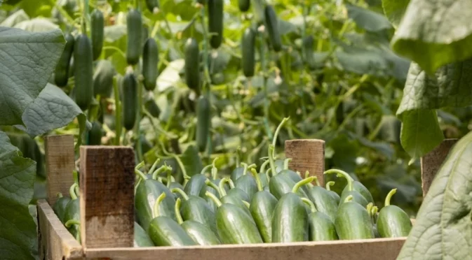 Мляко и йод за богата реколта от краставици: Рецептите, които трябва да знае всеки градинар