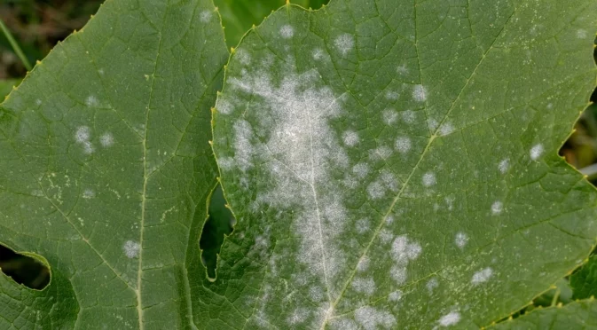 Как да предотвратим и лекуваме брашнеста мана по растенията