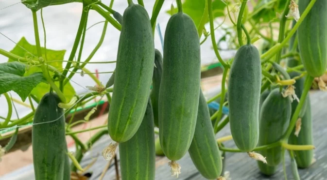 Как янтарната киселина помага за богата реколта от краставици?