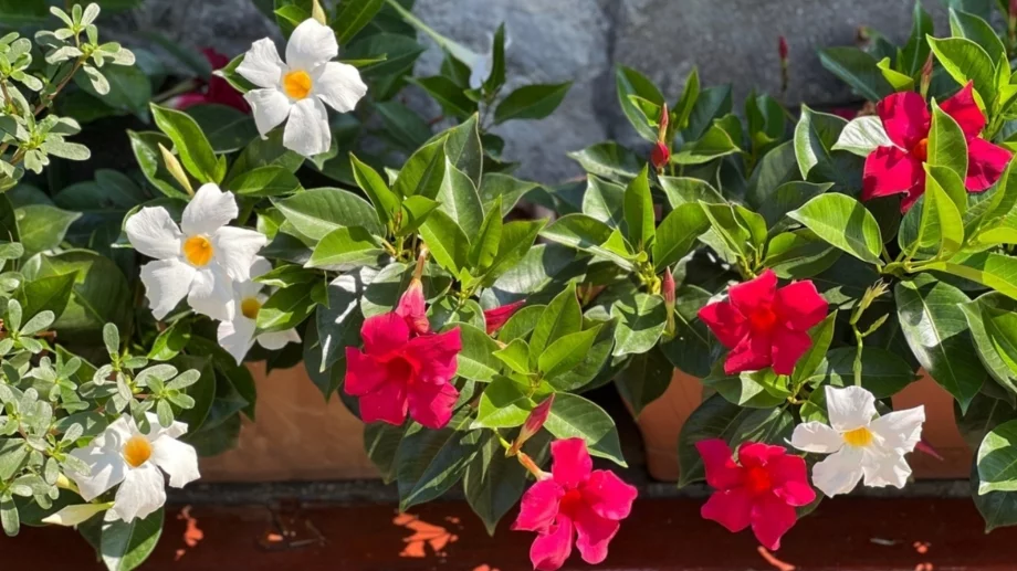 5 бързорастящи летни цветя, които все още можете да засадите