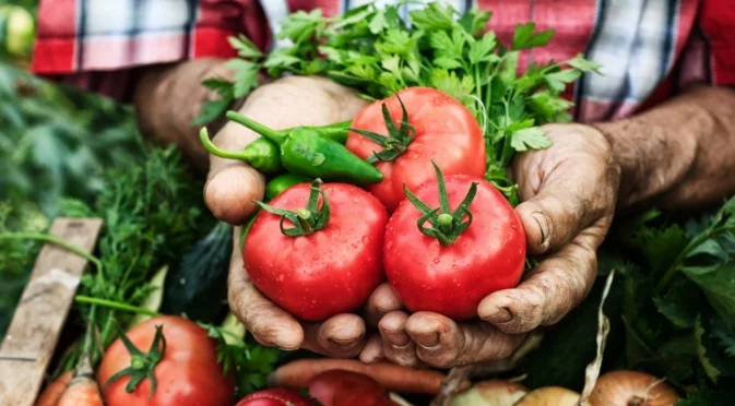 Да се поливат ли доматите ежедневно: Отговорът на най-задавания от градинарите въпрос